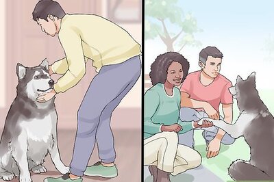 How to Introduce Your New Dog to the Neighbors