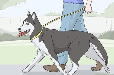 How to Calm a Dog That's Left Alone