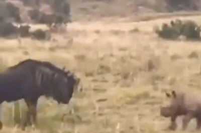 Watch: Baby Rhino Tries To Intimidate Wildebeest Before Running Back To Its Mother