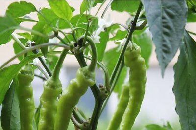 In West Bengal's Sundarbans, Bullet Chillies Yield Farmers A Good Profit