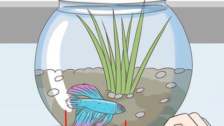 How to Tell How Old a Betta Fish Is