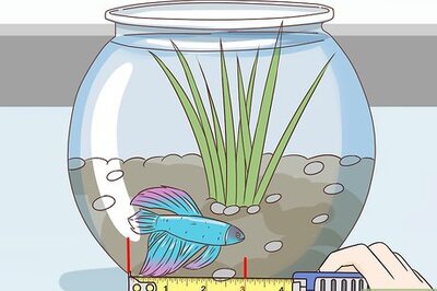 How to Tell How Old a Betta Fish Is