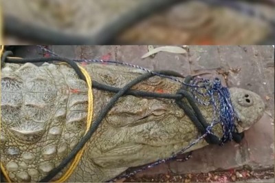 Devotees Worship And Put Tilak On Crocodile Captured In Kanpur - WATCH