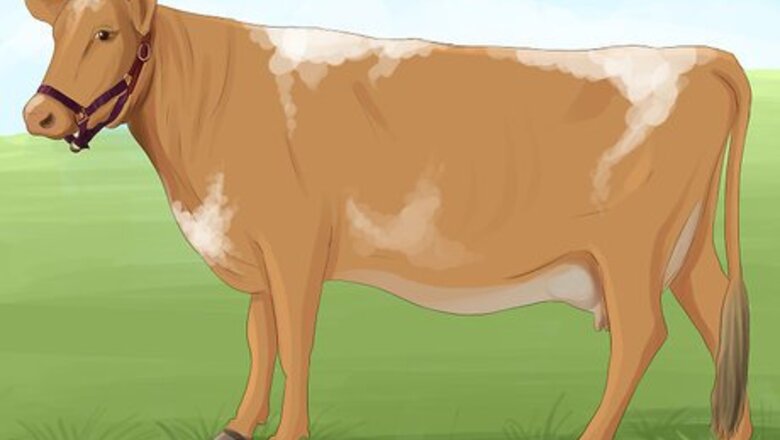 How to Identify Guernsey Cattle