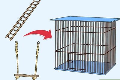 How to Entertain a Quaker Parrot