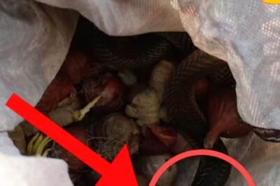 In Bengal's Tufanganj, Woman Bitten By Snake Hiding Inside Vegetable Bag