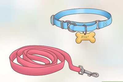 How to Care for a Border Collie