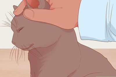 How to Love Cats