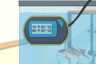 Swim Bladder Disease: Best Treatment Options