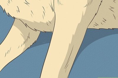 How to Take a Dog's Blood Pressure at Home