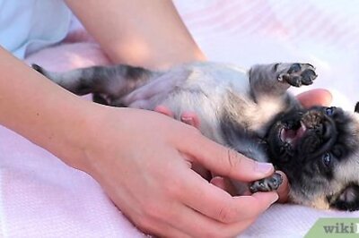 How to Bathe a Newborn Puppy