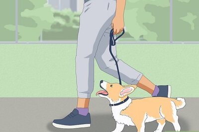 How to Get a Dog to Behave in Restaurants