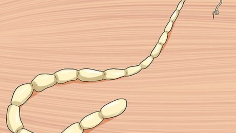 How to Diagnose Tapeworms in Cats