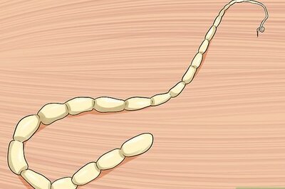 How to Diagnose Tapeworms in Cats