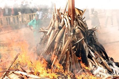 Kenya Lights World's Biggest Ivory Bonfire