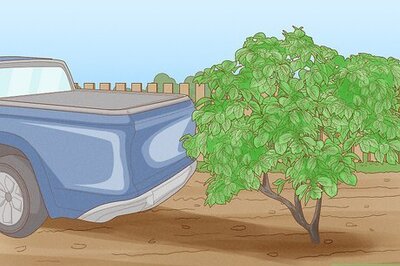 How to Remove Bushes