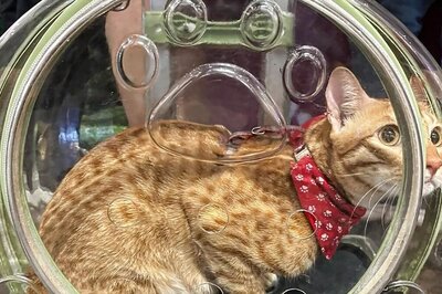 Feline Club of India Hosts Asia’s Biggest Cat Show in Mumbai; See Photos