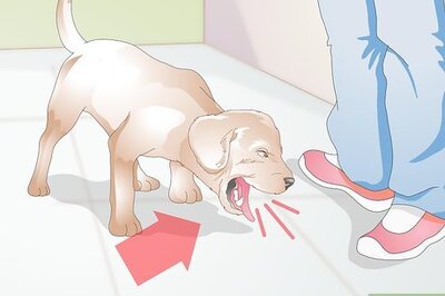 How to Cure Kennel Cough in Dogs Naturally