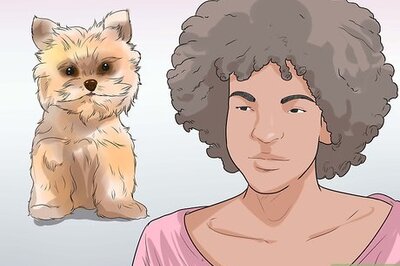 How to Breed Yorkies
