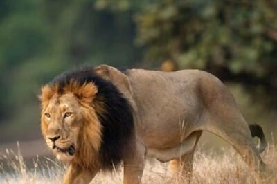 World Lion Day: Lucknow Zoo Awaits New Lion Arrival After Demise of Resident Prithvi