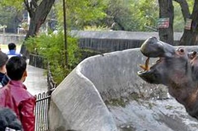 Delhi Zoo Reopens After Being Temporarily Shut During Second Covid Wave