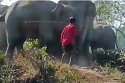 Caught on Cam, Assam Youth Whips & Charges Elephants | Watch