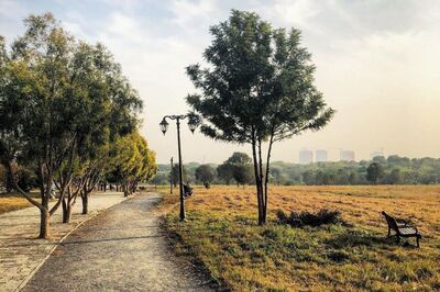 Hyderabad Recognised As the World's Tree City, Leads in Urban, Community Forestry