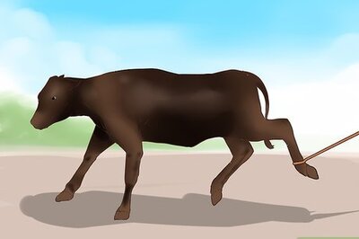 How to Halter Train Cattle