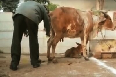 From Cancer to Infection, Kamdhenu Has Cow Urine-based 'Solution' For All