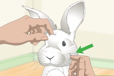 How to Love Your Rabbit