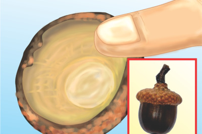 How to Whistle Using an Acorn Cap