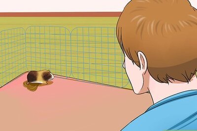 How to Potty Train a Guinea Pig