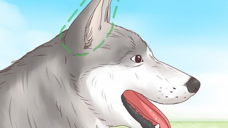 How to Understand Your Dog's Body Language