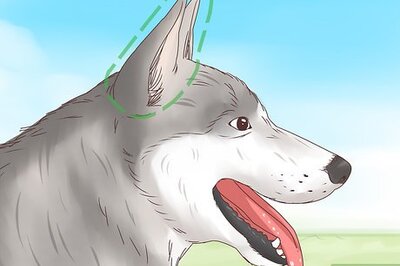 How to Understand Your Dog's Body Language