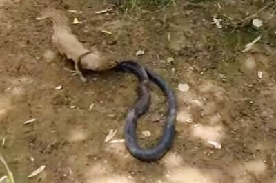 WATCH: Black Cobra and Mongoose Get into Fierce Battle, Here's Who Won