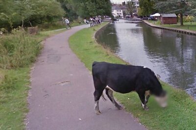 Google Street View Mistakes Cow for Human, Blurs Its Face to Protect Privacy