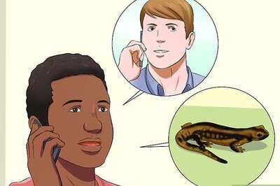 How to Catch a Salamander