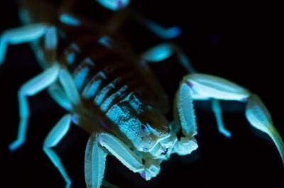 This Animal Can Hold Its Breath For 6 Days And Survive Without Food For A Year