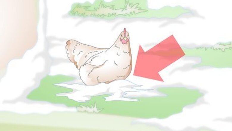 How to Treat Frostbite in Chickens