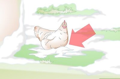 How to Treat Frostbite in Chickens