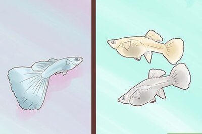 How to Breed Guppies