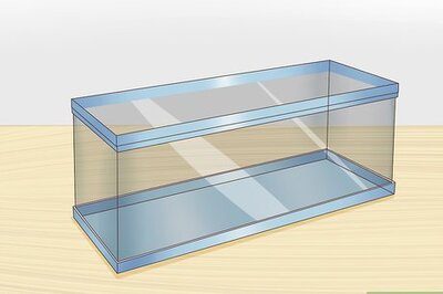 How to Care for a Sandfish Skink