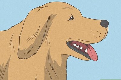 12 Common Reasons Why Dogs Put Their Ears Back