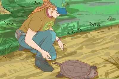 How to Pick Up a Snapping Turtle
