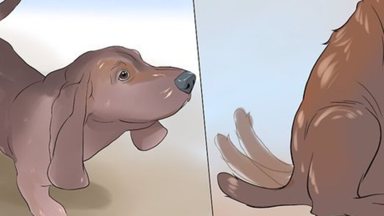 How to Get Along With an Abused or Unfriendly Dog