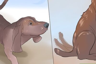 How to Get Along With an Abused or Unfriendly Dog
