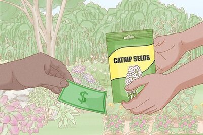 How to Grow Catnip