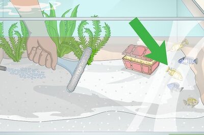 How to Remove Fish from an Aquarium to Clean