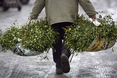 Mistletoe helps kiss cancer side-effects goodbye