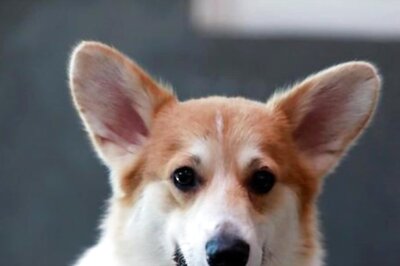 Why Is Your Dog Coughing? Here Are Common Reasons And Symptoms